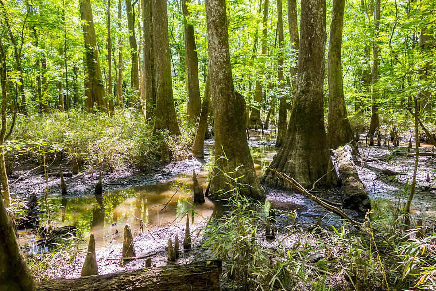 cypress forest and swamp of Congaree National Park in South Caro ...