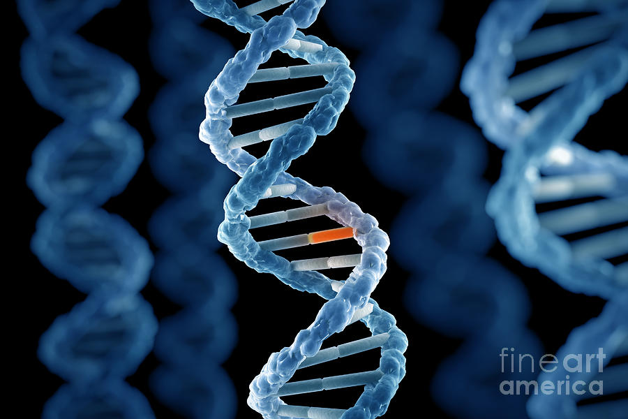 Dna Structure #36 Photograph by Science Picture Co