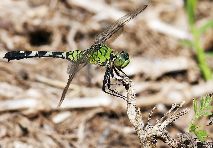 Dragonfly #36 Photograph by Gouzel -