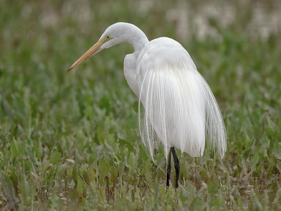 Great Egret #36 Photograph by Tam Ryan