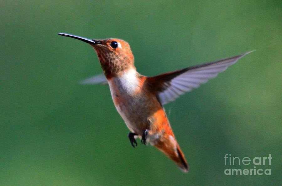 Hummingbird #36 Photograph by Marc Bittan