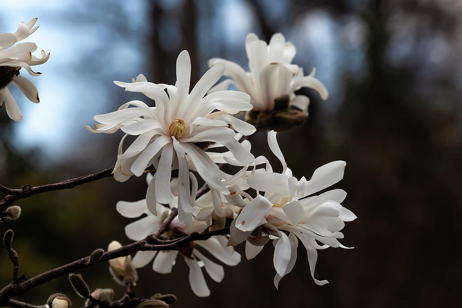 Magnolia #36 Photograph by Robert Ullmann