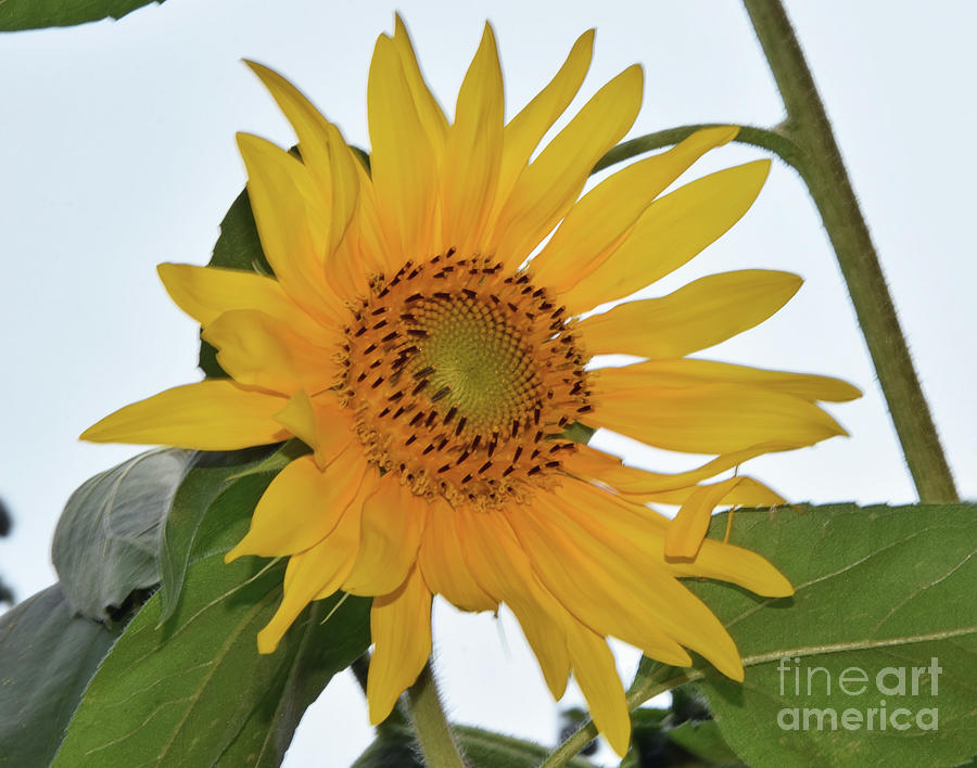 Nice Sunflower Photograph by Elvira Ladocki - Fine Art America