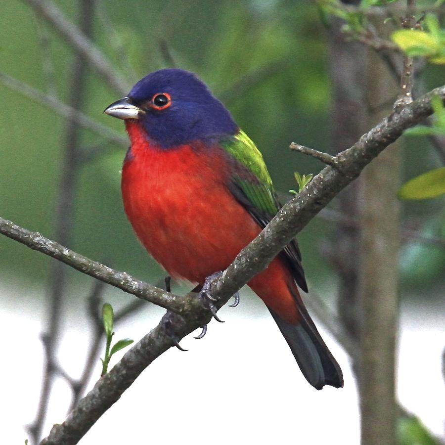 Painted Bunting by Ira Runyan Painted Bunting by Ira Runyan