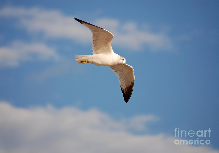 36- Seagull Photograph by Joseph Keane