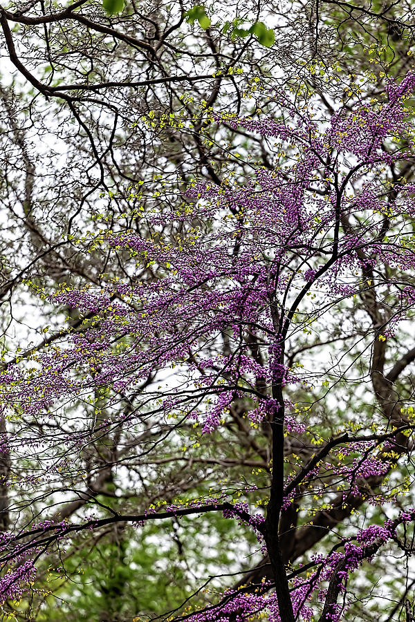 Spring Trees #36 Photograph by Robert Ullmann