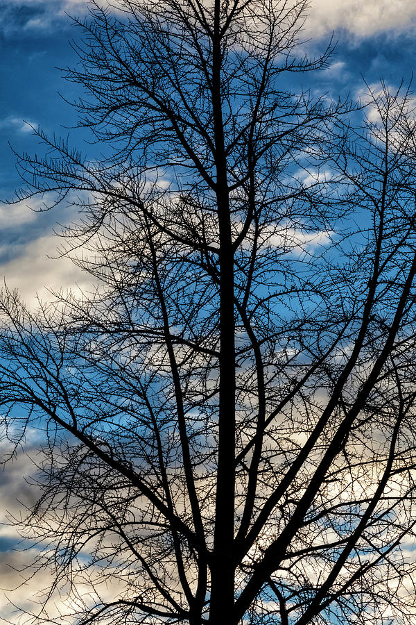 Trees Sky and Clouds #36 Photograph by Robert Ullmann