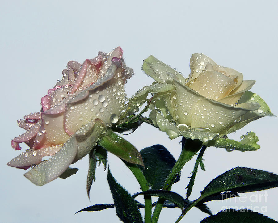 Flower Photograph - Two Roses #36 by Elvira Ladocki