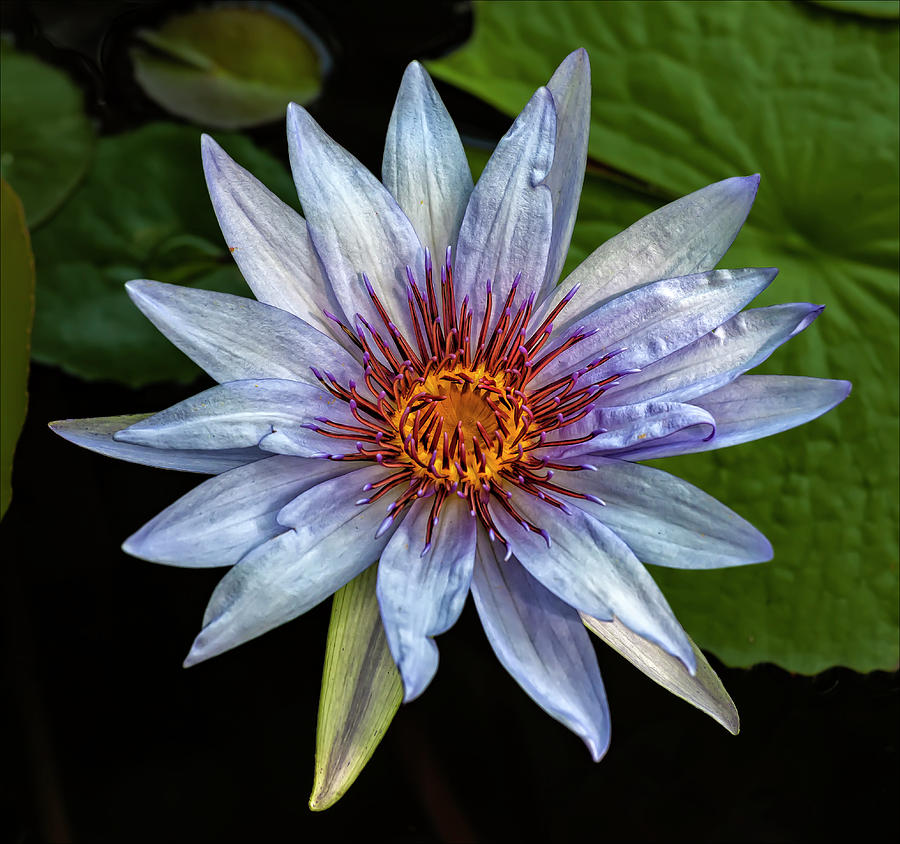 Water Lily Photograph by Robert Ullmann | Fine Art America