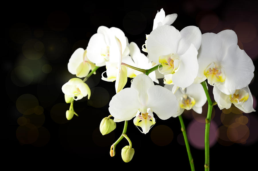 Spring Photograph - White orchid flower #36 by Stela Knezevic