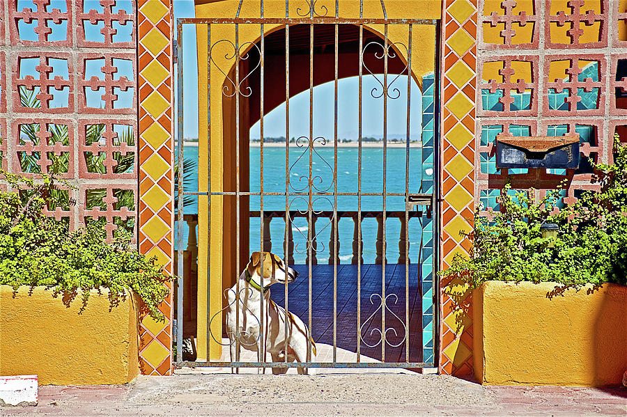 36Dog in La Cholla Home along Sea of Cortez in Sonora-Mexico  Photograph by Ruth Hager