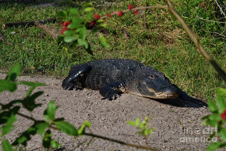 37- American Alligator  Photograph by Joseph Keane