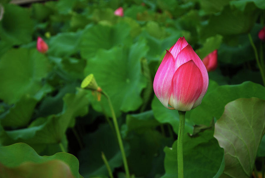 Blossoming lotus flower closeup #37 Photograph by Carl Ning