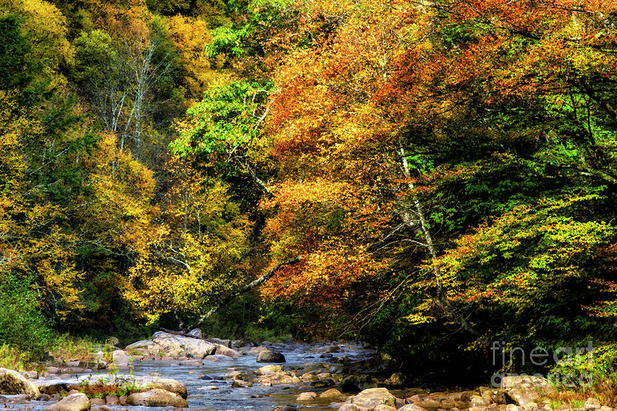 Fall along Williams River #37 Photograph by Thomas R Fletcher