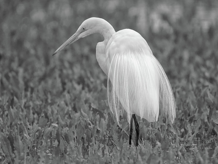 Great Egret #37 Photograph by Tam Ryan