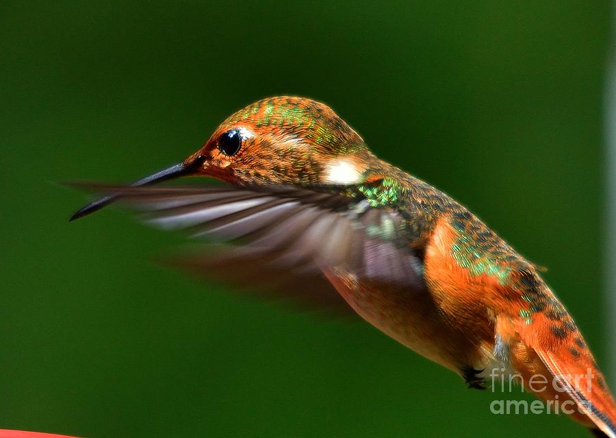 Hummingbird #37 Photograph by Marc Bittan