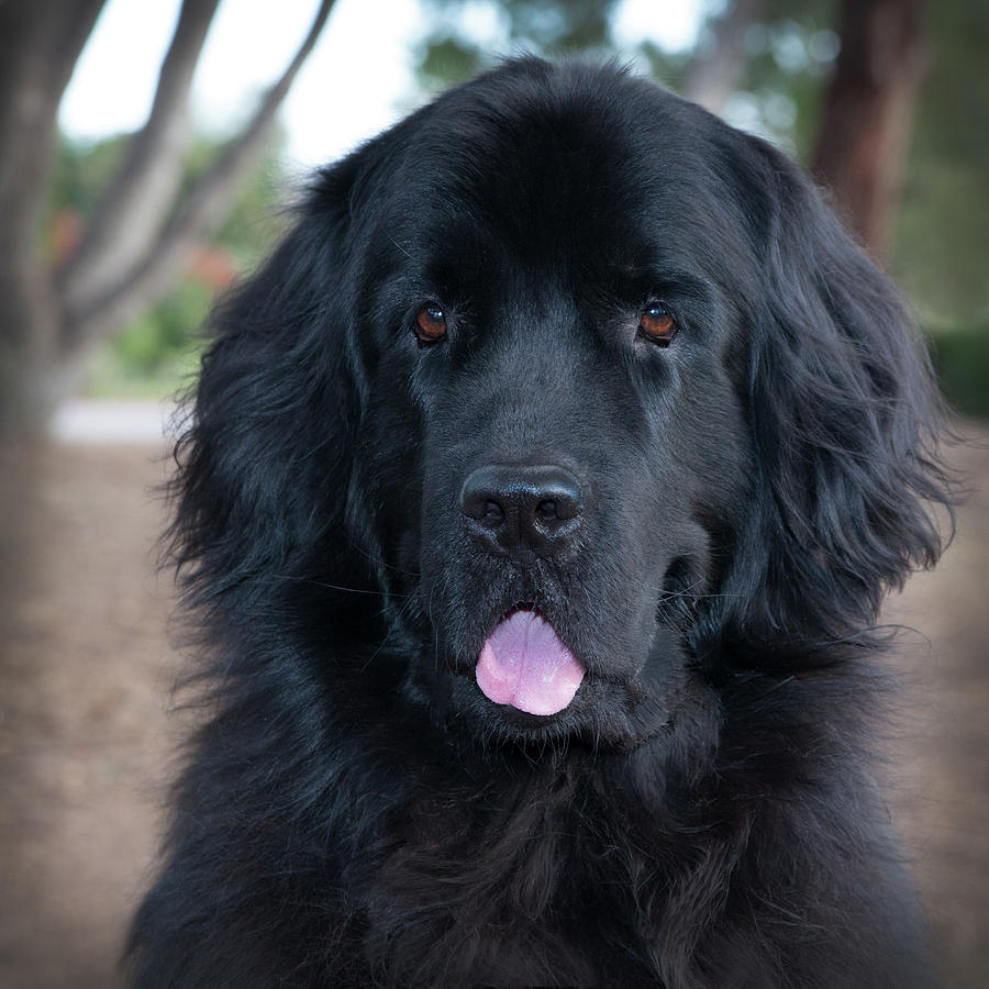 Newfoundland Dog Face With Tongue Out Photograph By Marie Dolphin