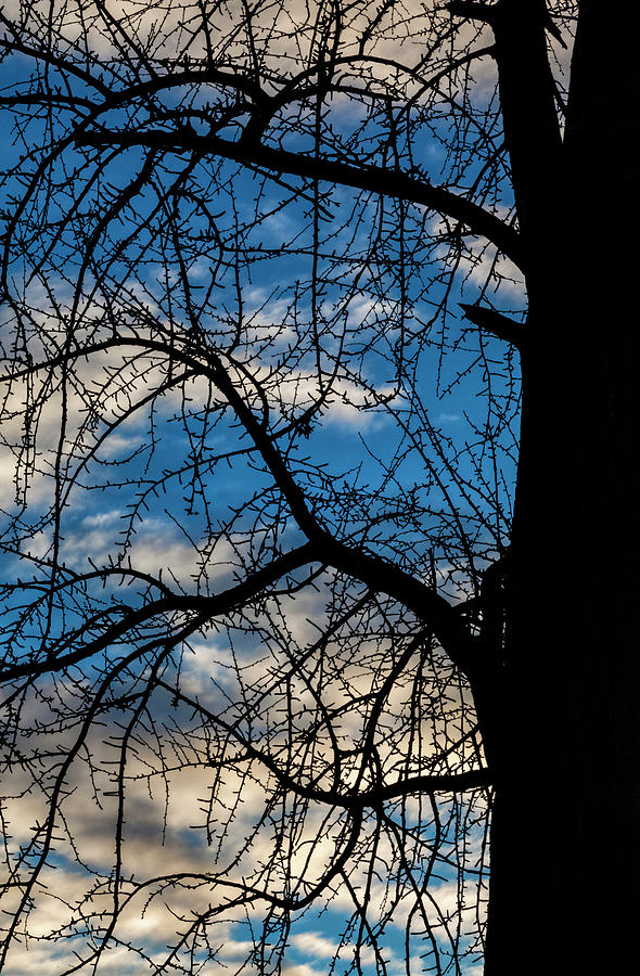 Trees Sky and Clouds #37 Photograph by Robert Ullmann
