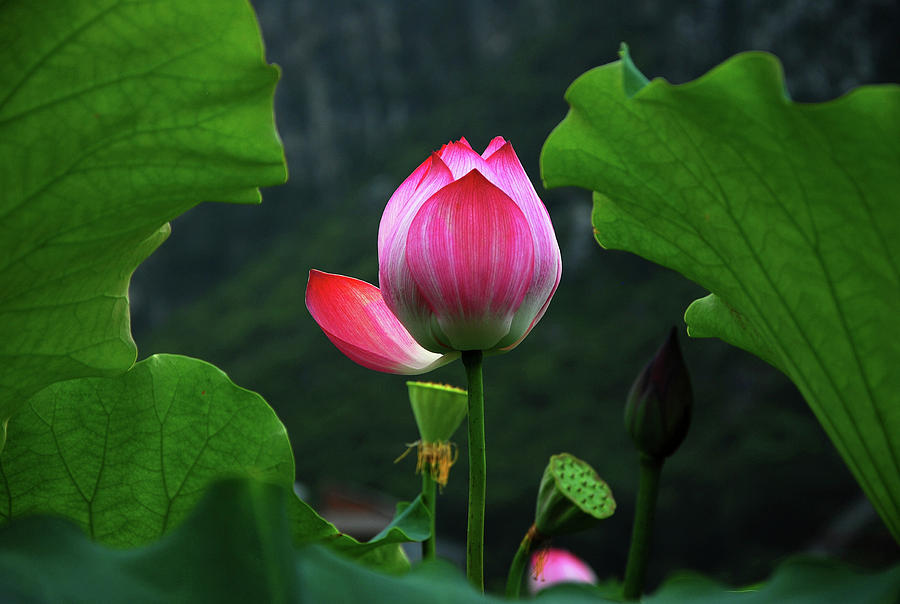 Blossoming lotus flower closeup #38 Photograph by Carl Ning