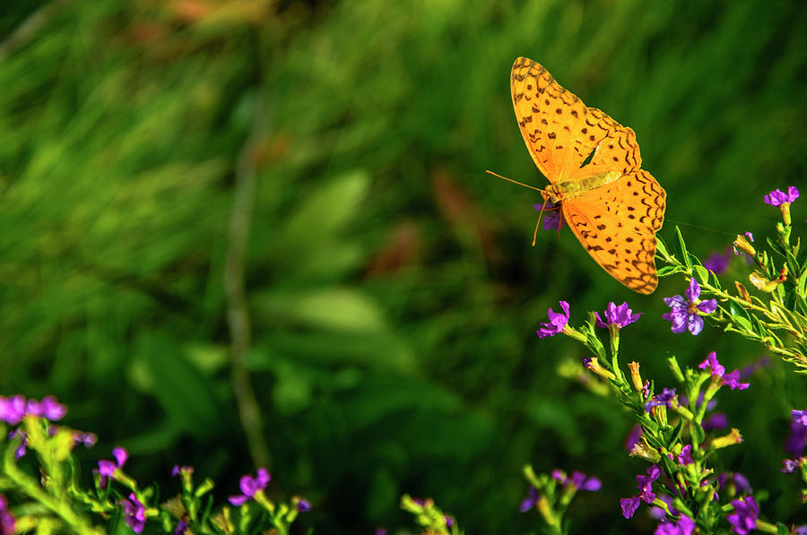 Butterfly and flower closeup #38 Photograph by Carl Ning