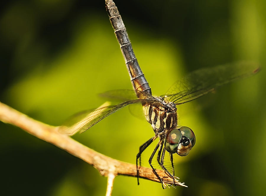 Dragonfly #38 Photograph by Gouzel -