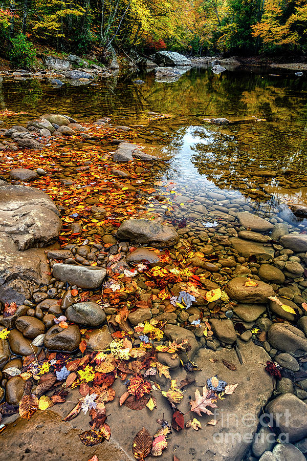 Fall along Williams River #38 Photograph by Thomas R Fletcher