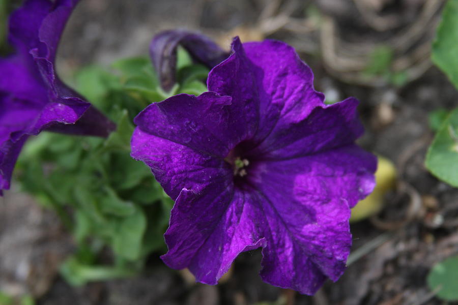 Flowers Photograph - Flowers by Luke Robertson Flowers Photograph - Flowers by Luke Robertson