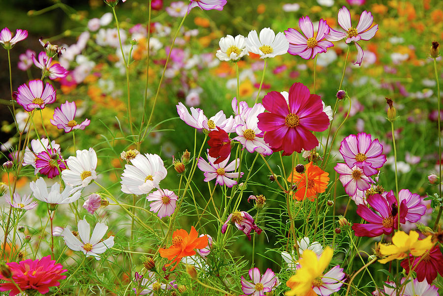 Galsang flowers in garden Photograph by Carl Ning - Fine Art America