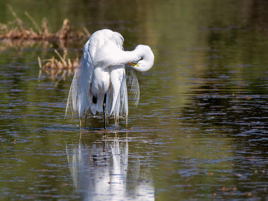 Great Egret #40 Photograph by Tam Ryan