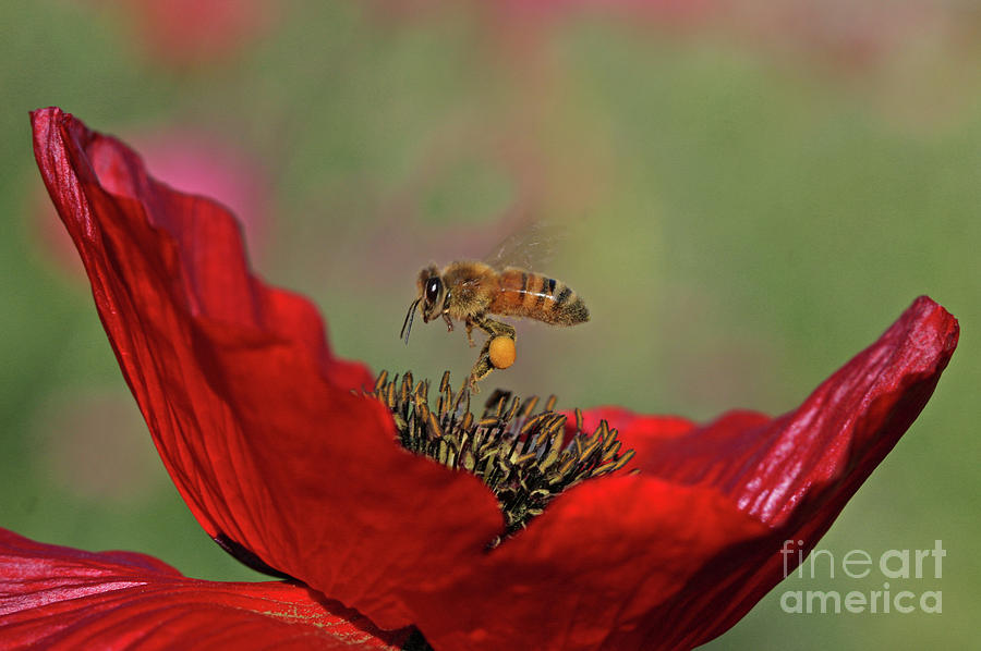 Honeybee #38 Photograph by Gary Wing
