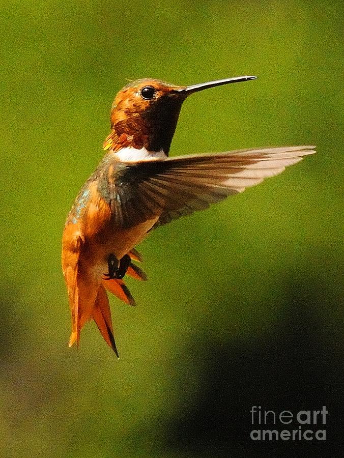 Hummingbird #38 Photograph by Marc Bittan