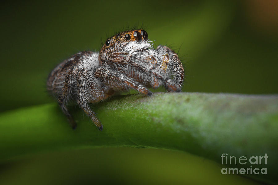 Jumping Spider Macro #38 Photograph by Ezume Images - Pixels