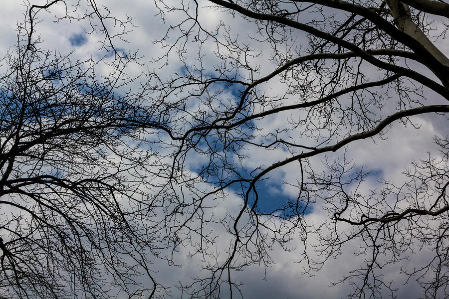 Trees and Clouds #38 Photograph by Robert Ullmann
