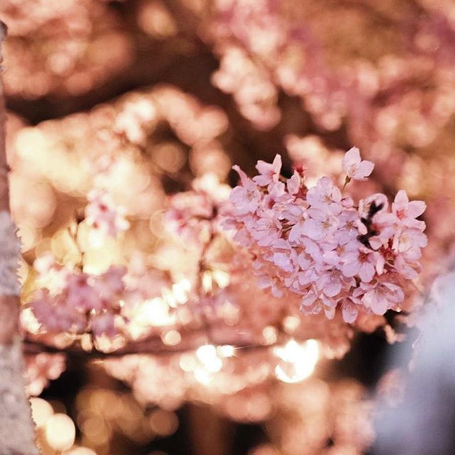 Flowers Still Life Photograph - Instagram Photo #381491580752 by Mamiko Okano