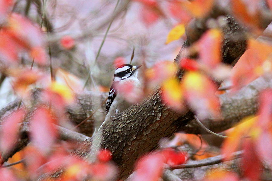 3840-003-Downy Woodpecker Photograph by Travis Truelove