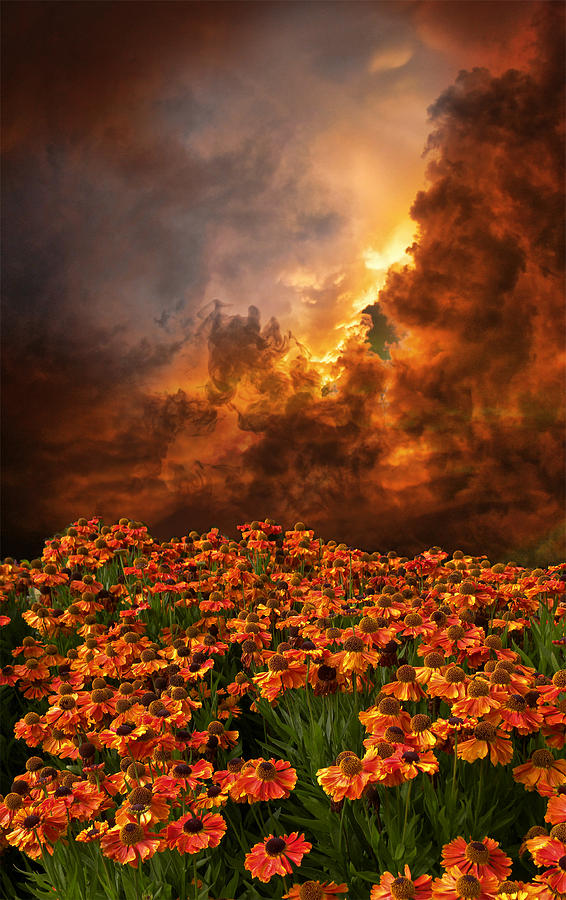 Flower Photograph - 3842 by Peter Holme III