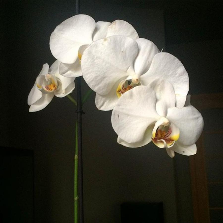 Orchid Photograph - Какая же она #39 by Genadijs Zelenkovecs
