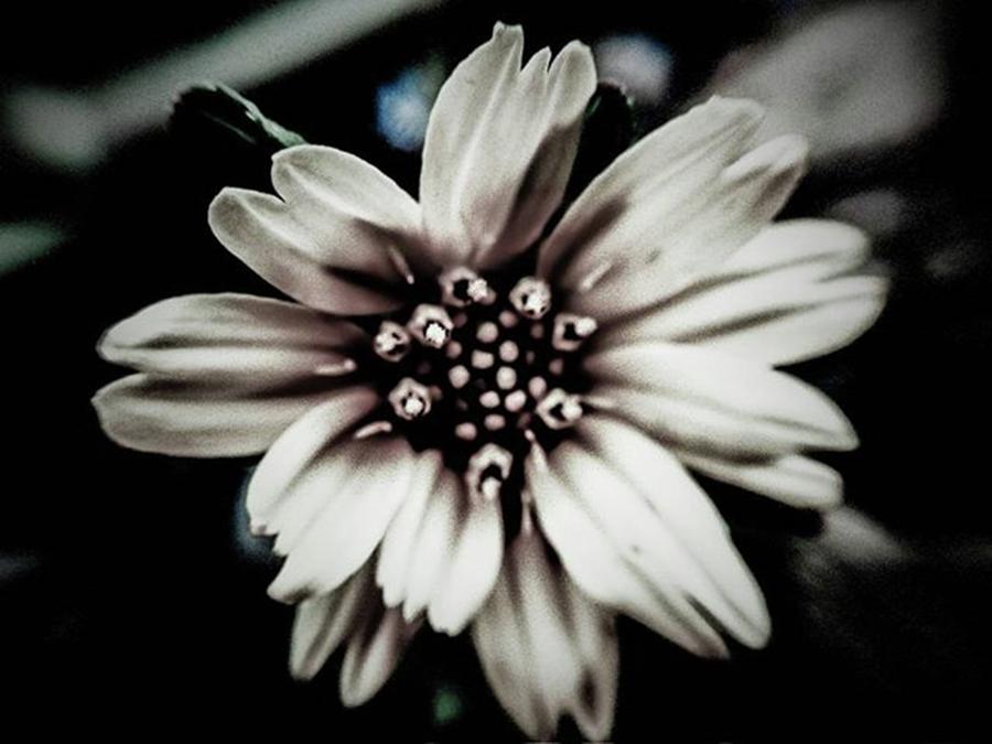 Flower Photograph - 🌸 #flowers #flower #igscflowers #39 by Aa Zieck