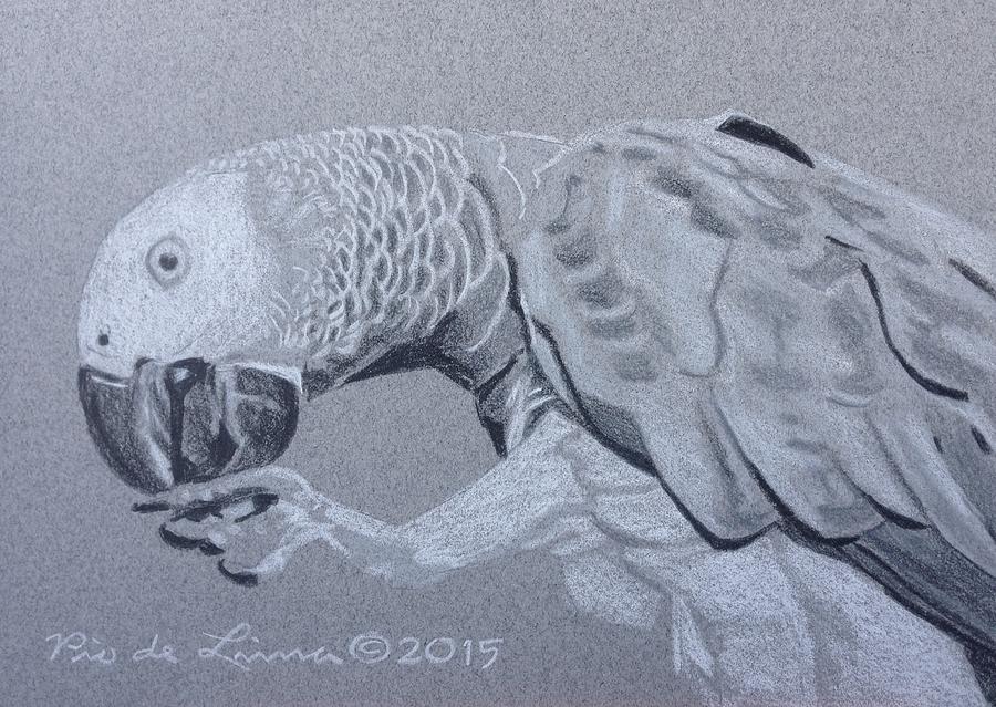 African Grey Parrot Drawing By Pio De Lima Pixels