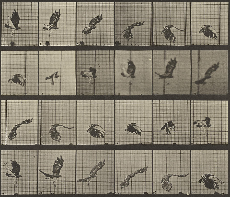 : Eadweard j. Muybridge. Фазы движения животных. Фазы движения птицы. Эдвард мейбридж передвижение животных пластинами.