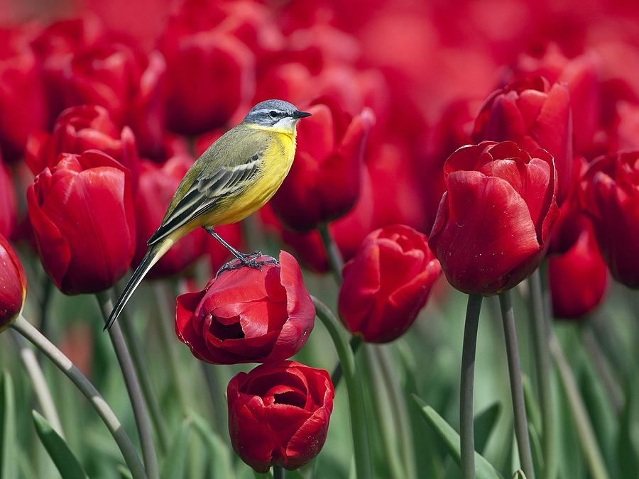 Tulip Digital Art - Bird #39 by Super Lovely