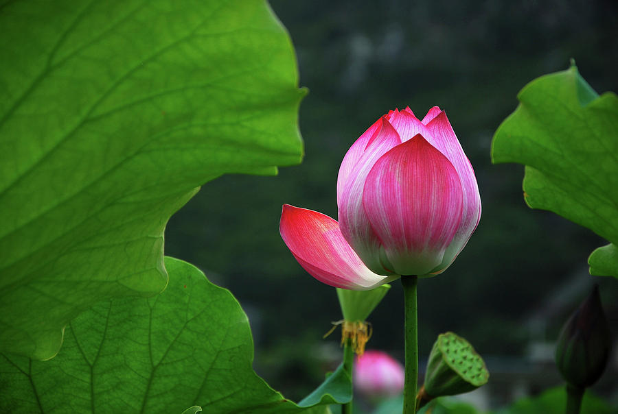 Blossoming lotus flower closeup #39 Photograph by Carl Ning