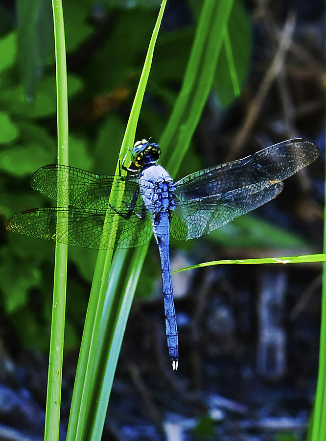 Dragonfly Photograph by Gouzel -
