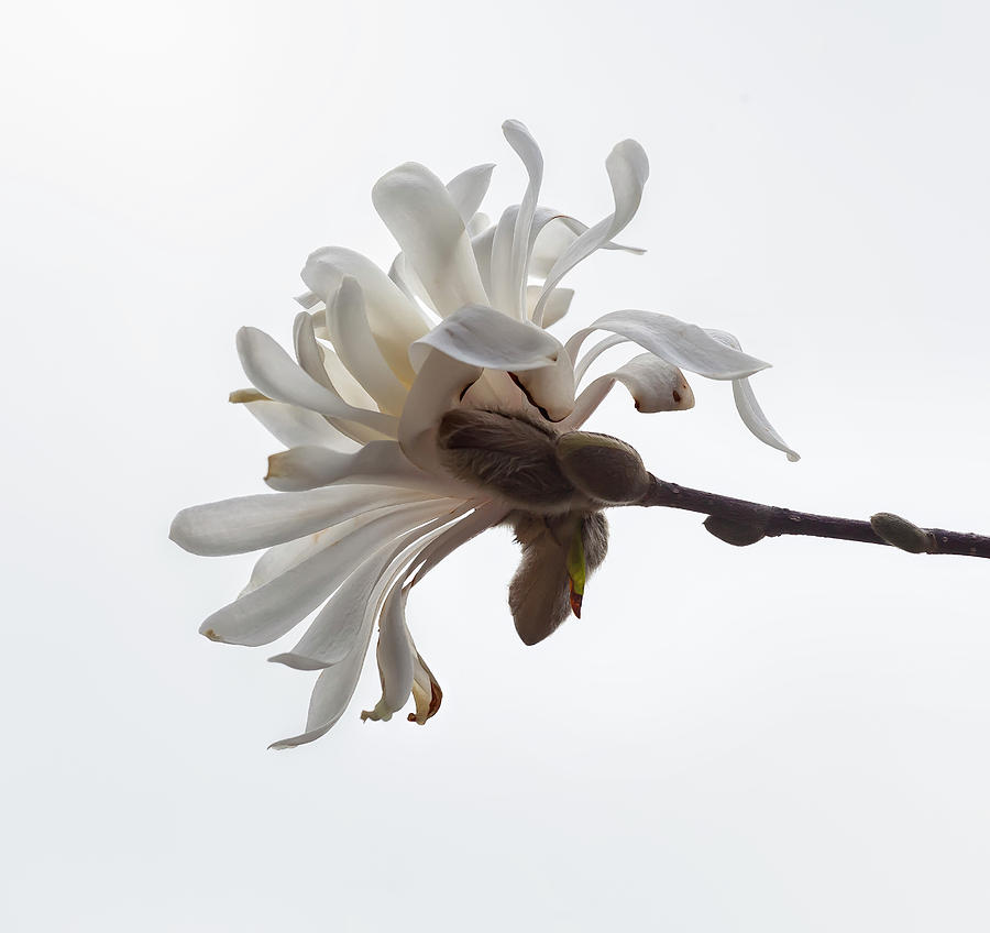Magnolia #39 Photograph by Robert Ullmann