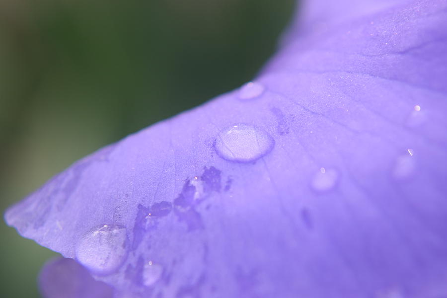 Purple Iris #39 Photograph by Curtis Krusie