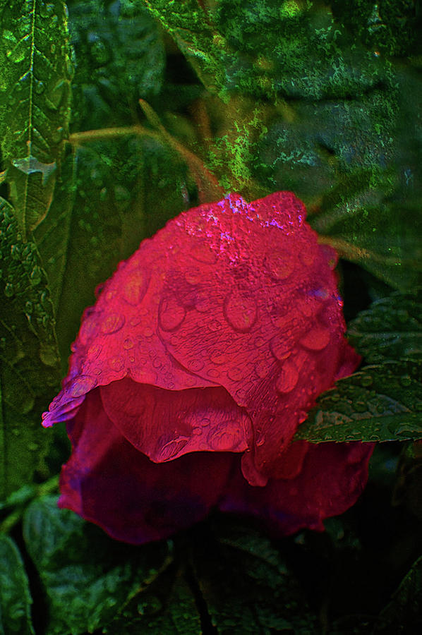 Texture Flowers #39 Photograph by Prince Andre Faubert