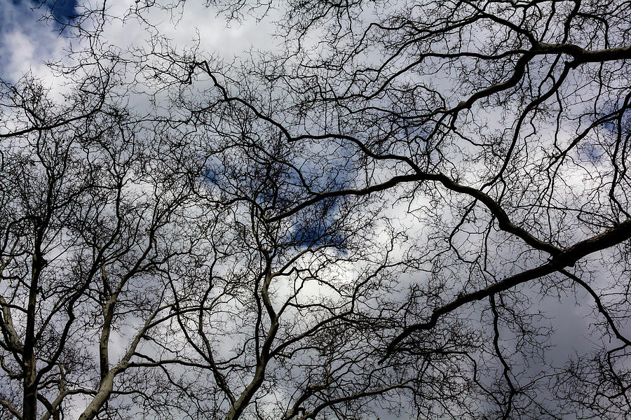 Trees and Clouds #39 Photograph by Robert Ullmann