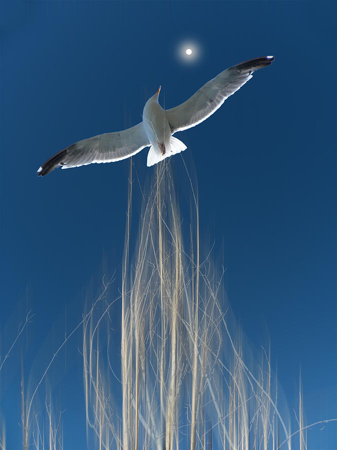 3913 Photograph by Peter Holme III
