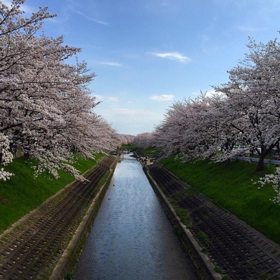 Spring Photograph - Instagram Photo #391466173083 by Misaki Matsumoto