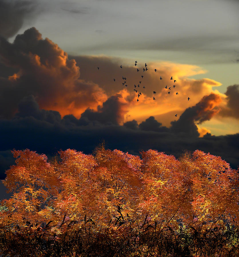 3955 Photograph by Peter Holme III